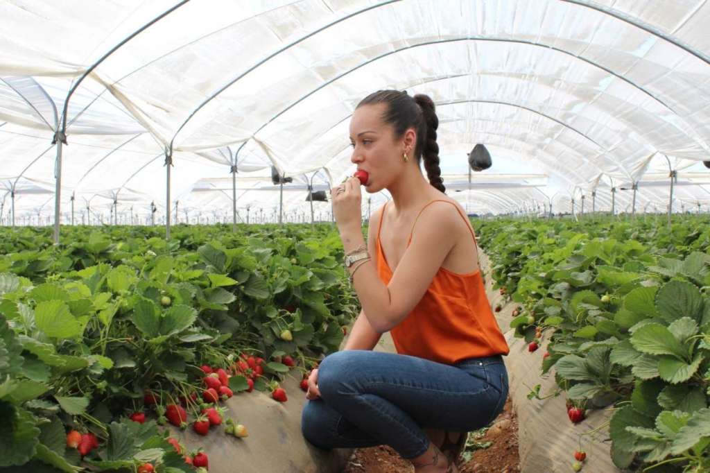 Le fragole della Op Zuccarella crescono tutte sotto serra