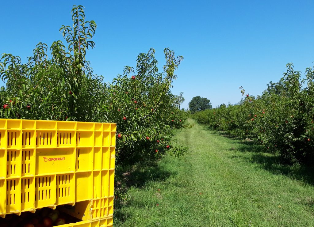 Apofruit, raccolta frutti estivi