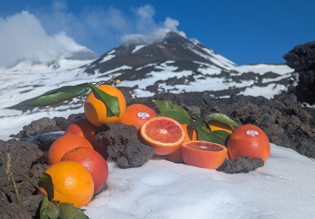 L'Arancia Rossa di Sicilia Igp sulla sommità dell'Etna, in Sicilia