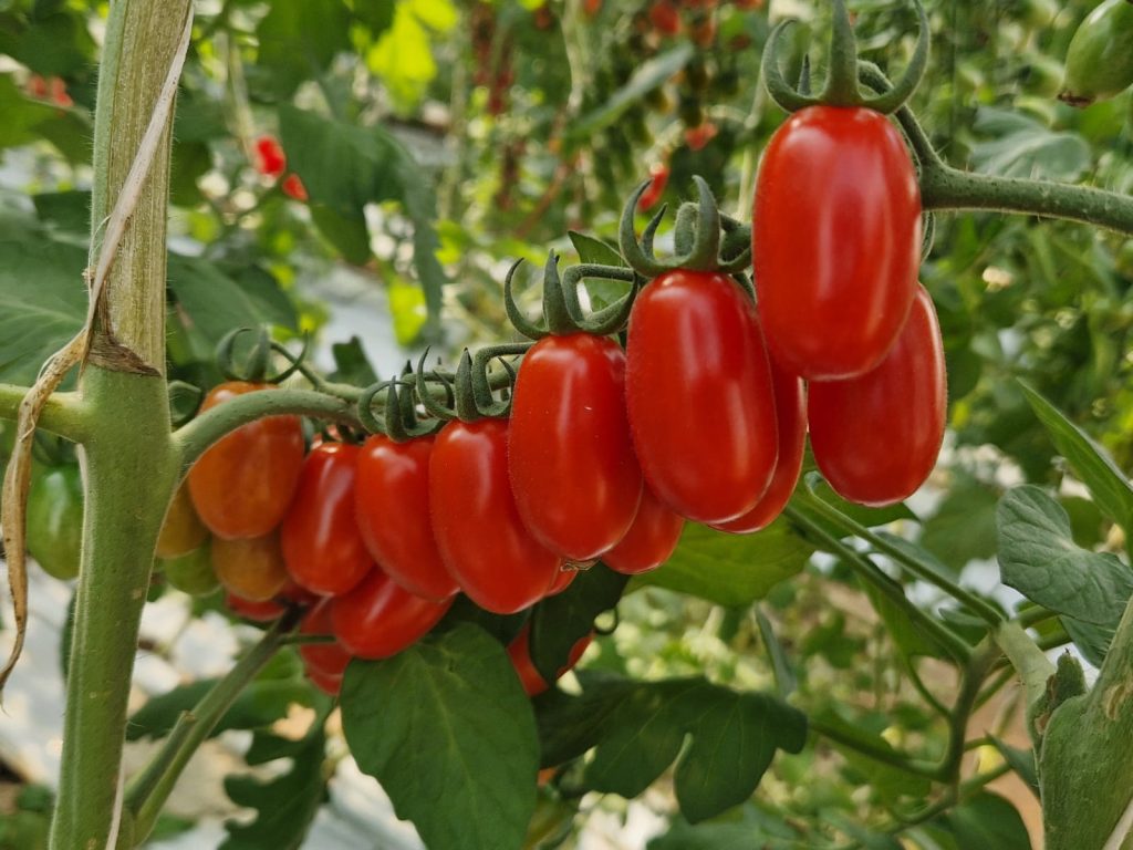 Pomodoro Culto F1 sviluppato da Hm.Clause