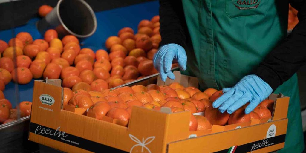 Mandarino Tang Gold a marchio Eccelsa Op Agricor