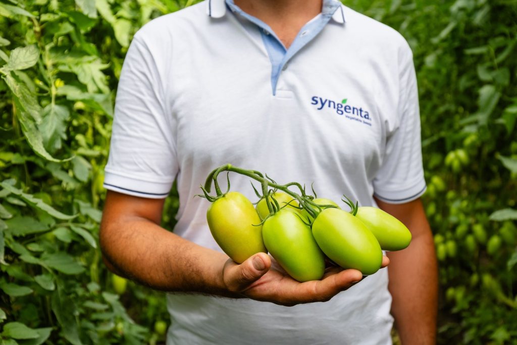 Syngenta pomodoro Baroncino