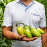 Syngenta pomodoro Baroncino