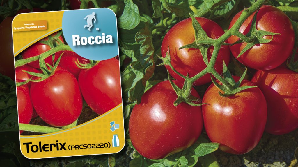 Il pomodoro prismatico da industria Tolerix di Syngenta