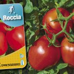 Il pomodoro prismatico da industria Tolerix di Syngenta