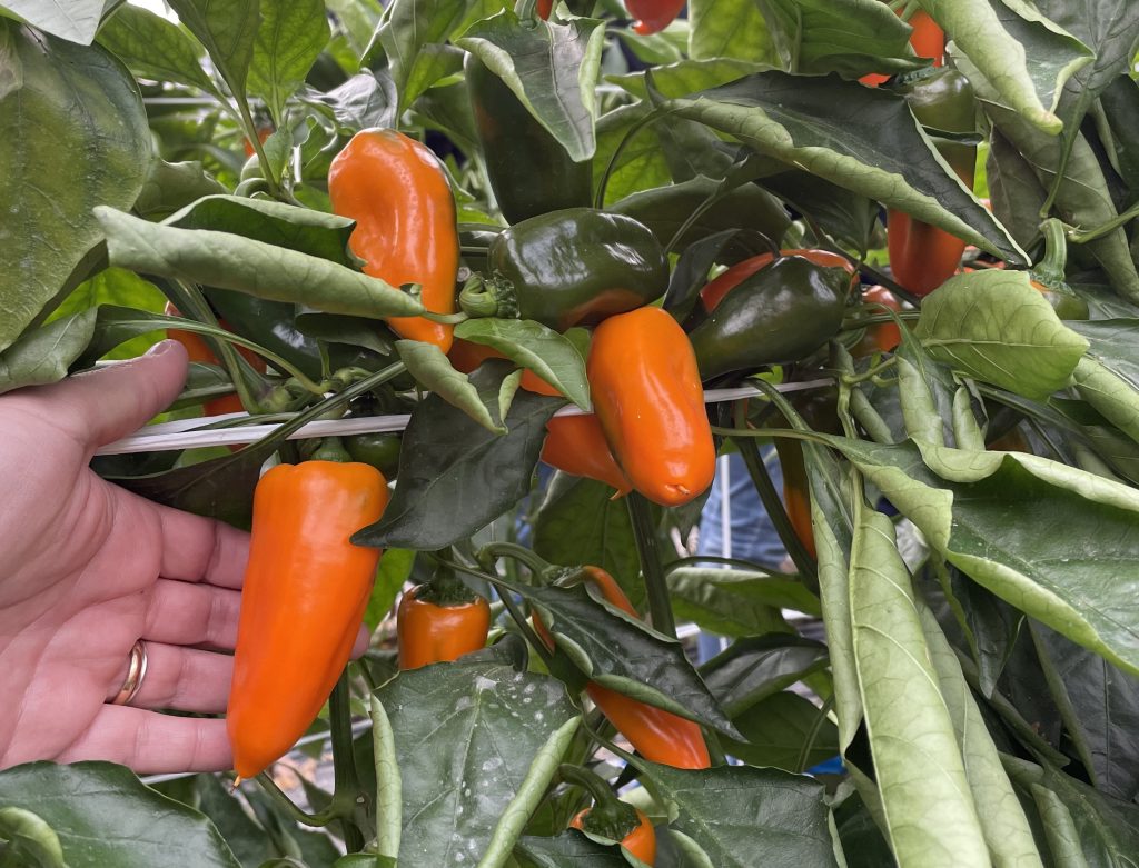 Il peperone Angello, coltivato in serra
