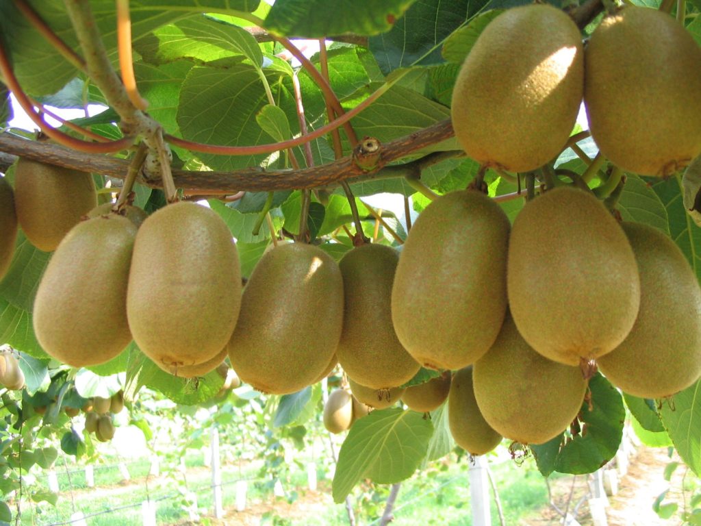 Il kiwi è tra i frutti al centro degli workshop