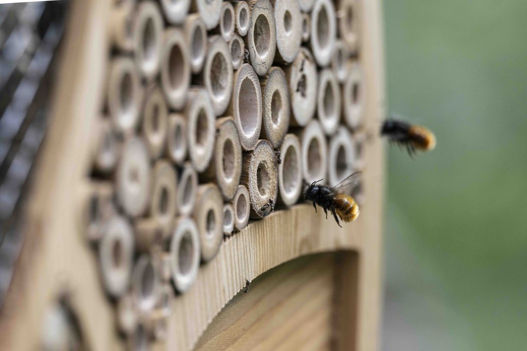 Vip contribuisce alla costruzione di pascoli per le api, nel rispetto della biodiversità