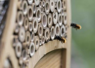 Vip contribuisce alla costruzione di pascoli per le api, nel rispetto della biodiversità