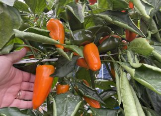 Il peperone snack Angello coprirà anche il periodo estivo