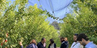 Visita ispettiva di alberi di susine