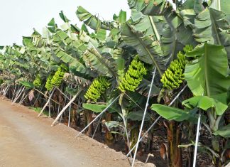 Orsero, alleanza strategica per la filiera del Platano delle Canarie Platano Canario