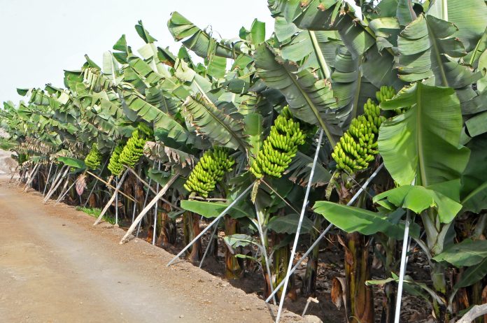 Platano Canario