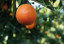 Spremere il futuro: la sfida del valore oltre i volumi