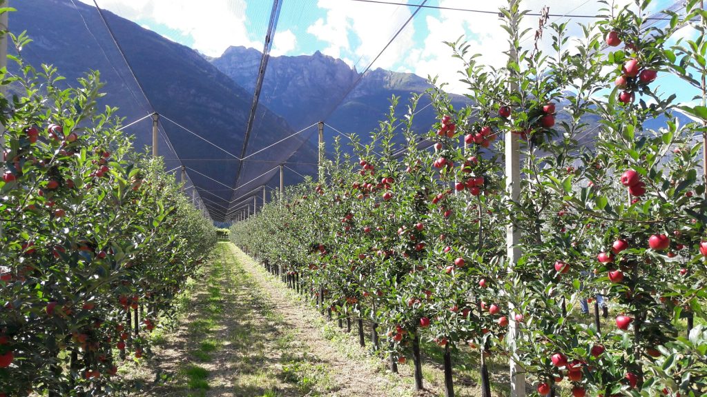 Mele della cooperativa Apofruit, Trentino