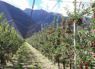 Conquistare il consumatore  sullo scaffale Mele della cooperativa Apofruit, Trentino