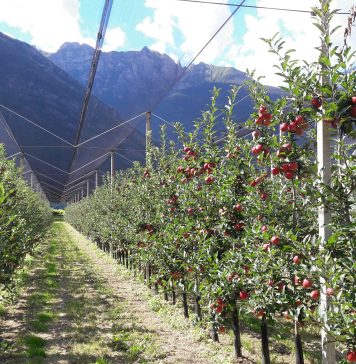 Mele della cooperativa Apofruit, Trentino