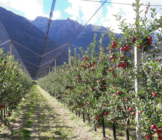 Mele della cooperativa Apofruit, Trentino