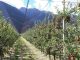 Mele della cooperativa Apofruit, Trentino
