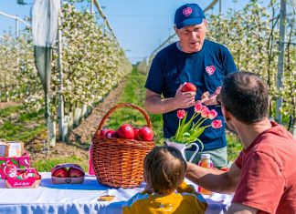 Pink Lady porta le famiglie con bambini nei meleti in fiore Pink Lady, Giuliano Donati incontro con le famiglie nei meleti Pink Lady in fiore