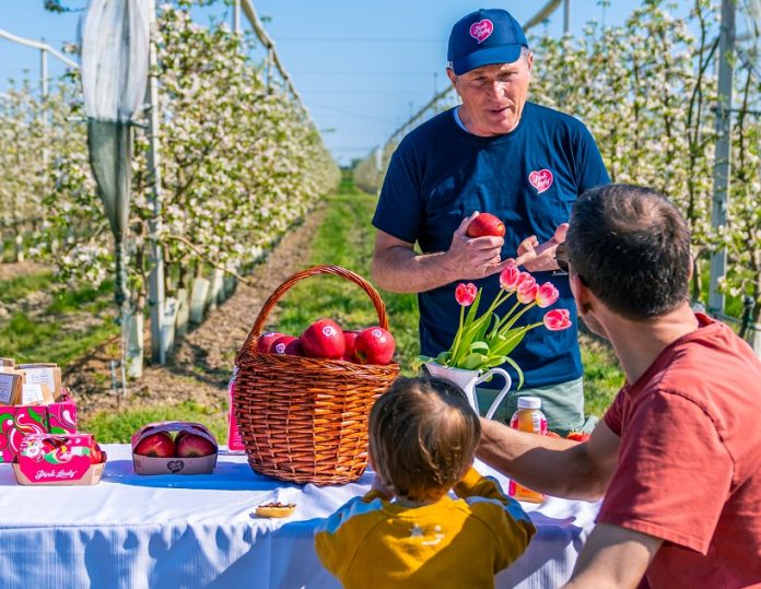 Pink_Lady Pink Lady, Giuliano Donati incontro con le famiglie nei meleti Pink Lady in fiore