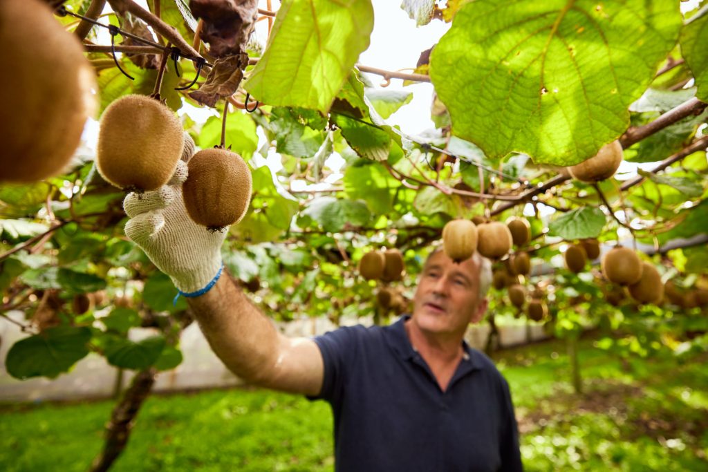 Zespri, coltivatore di kiwi