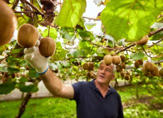 Zespri, al via la nuova campagna: i volumi in Europa aumentano del 3,9% Zespri, coltivatore di kiwi