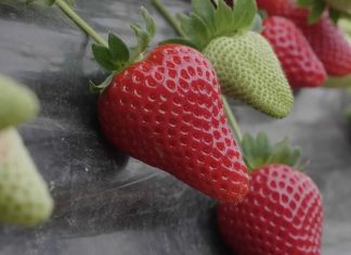 Il futuro della ricerca sulle fragole: innovazione e sostenibilità nei laboratori Nsg