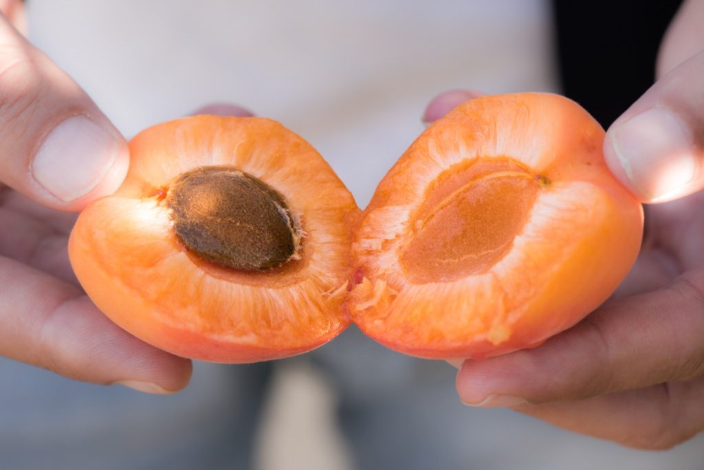 Albicocche a marchio Gallo