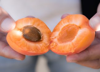 Agricor (Gallo), al via la campagna 2025 delle albicocche Albicocche a marchio Gallo