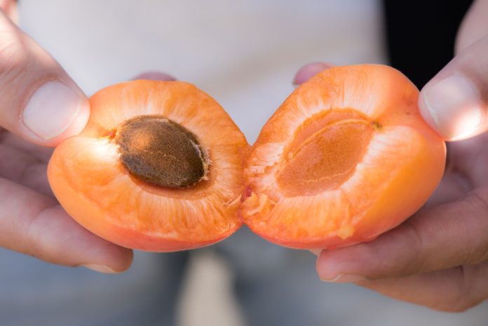 Albicocche a marchio Gallo