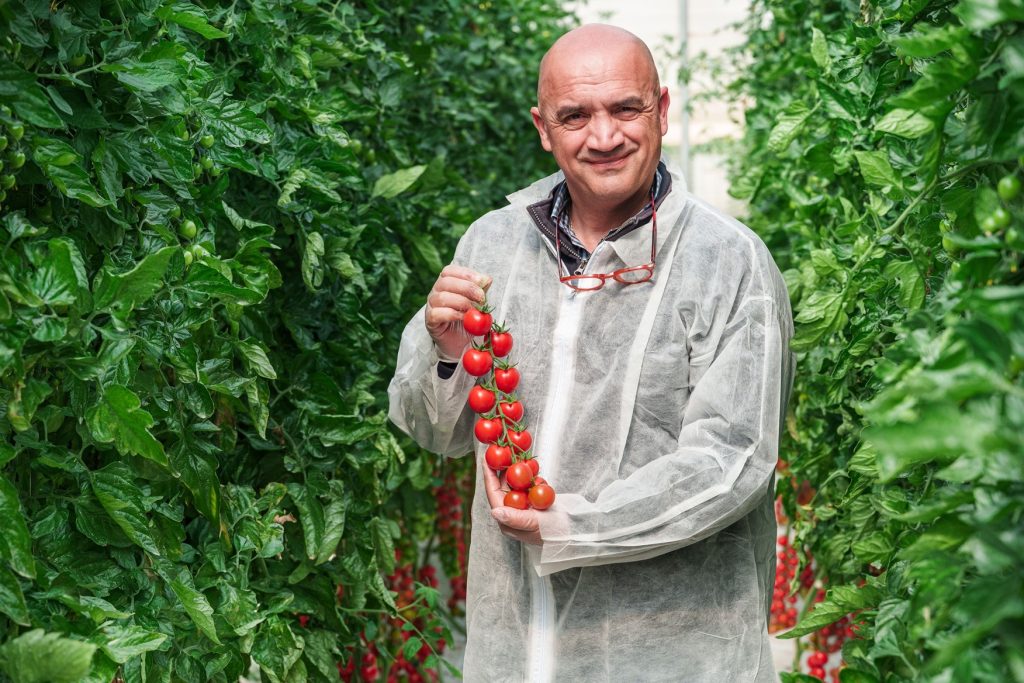 La nuova varietà di ciliegino Syngenta resistente al ToBRFV