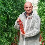 La nuova varietà di ciliegino Syngenta resistente al ToBRFV