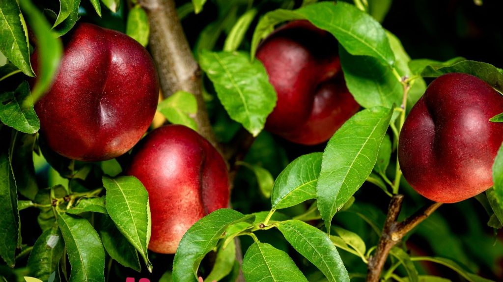 Le nettarine Ondine premium a polpa bianca