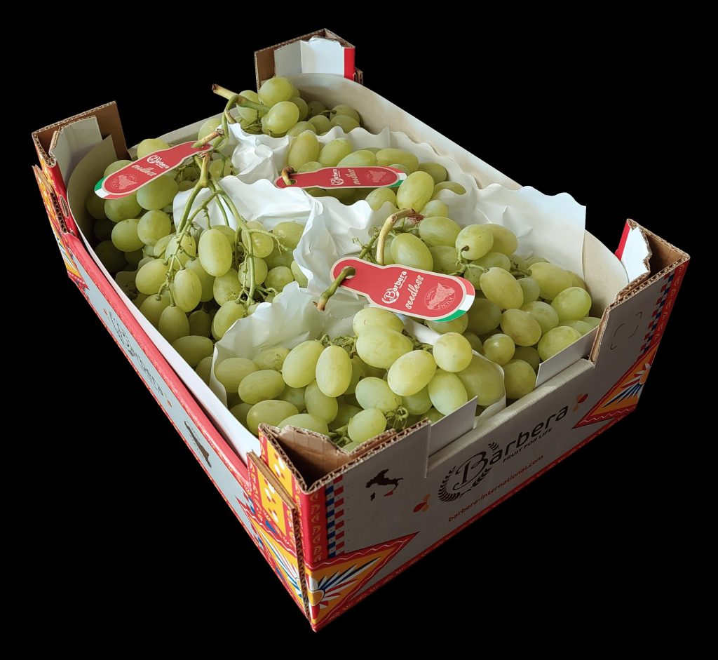 Uva da tavola bianca Barbera International