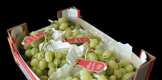 Uva da tavola bianca Barbera International