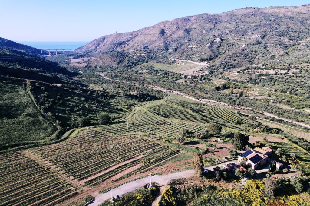 La Sicilia si appresta a diventare la terra di maggiore coltivazione d'avocado d'Europa