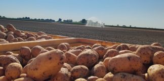 Il climate change fattore sempre più decisivo sui prezzi dell'ortofrutta