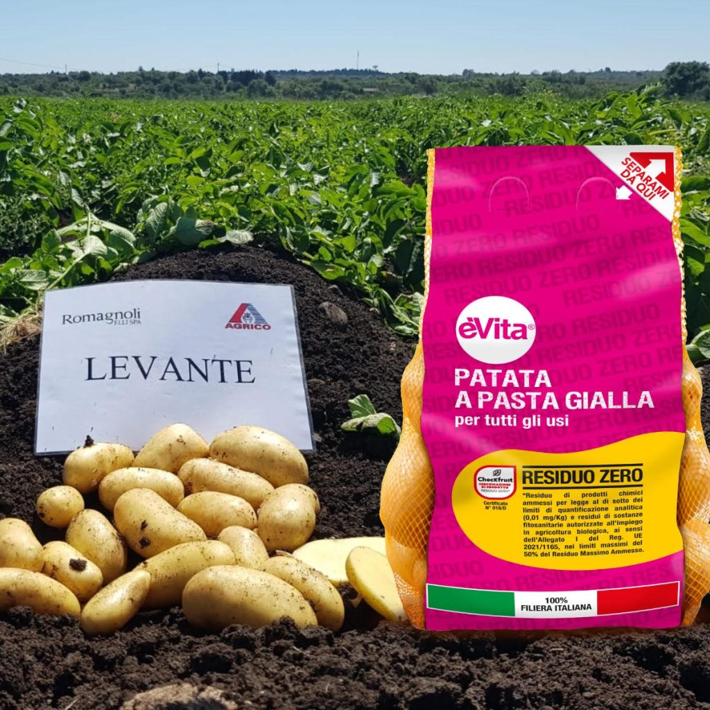 La patata èVita Residuo Zero, varietà Levante, di Romagnoli