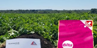 La patata èVita Residuo Zero, varietà Levante, di Romagnoli
