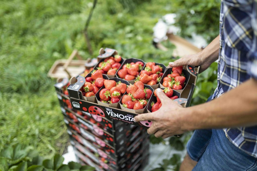 Fragole Vip Val Venosta e Val Martello