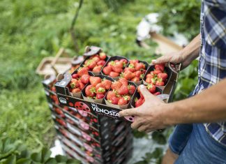 Fragole Vip Val Venosta e Val Martello