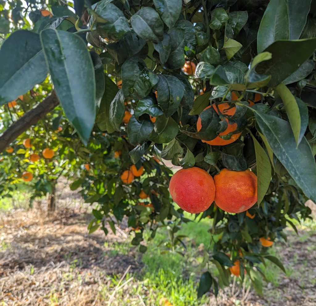 Frutti dell'Arancia Rossa di Sicilia Igp