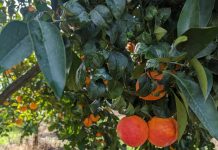Frutti dell'Arancia Rossa di Sicilia Igp