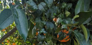 Frutti dell'Arancia Rossa di Sicilia Igp