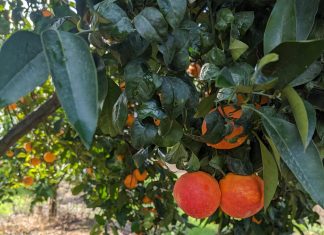 Frutti dell'Arancia Rossa di Sicilia Igp
