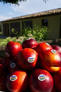 La distribuzione moderna assorbe oltre l’80% dei volumi di prodotto Igp commercializzato