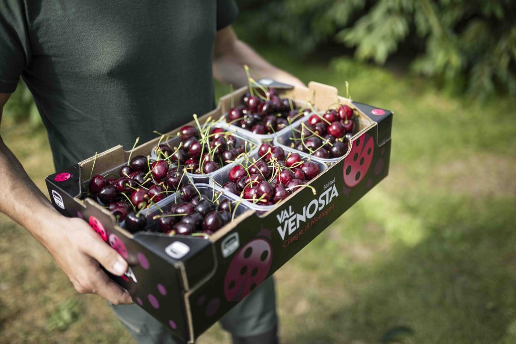 Ciliegie di montagna Val Venosta