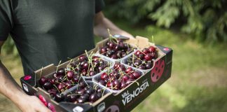 Ciliegie di montagna Val Venosta