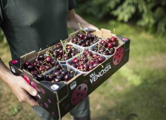 Ciliegie di montagna Val Venosta